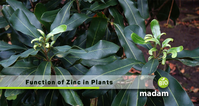 Function-of-Zinc-in-Plants