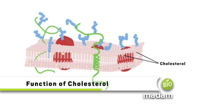 Functions-of-Cholesterol