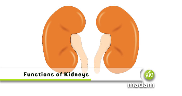 Functions-of-Kidneys