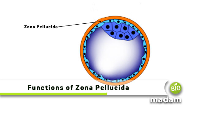 Functions-of-Zona-Pellucida
