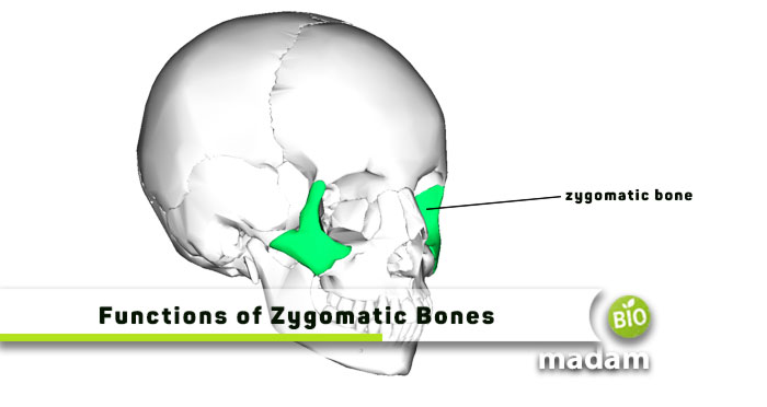 Functions-of-Zygomatic-Bones