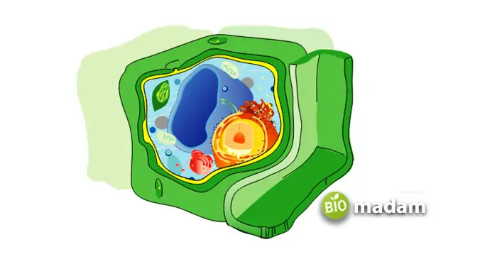 LABEL-CELL-WALL