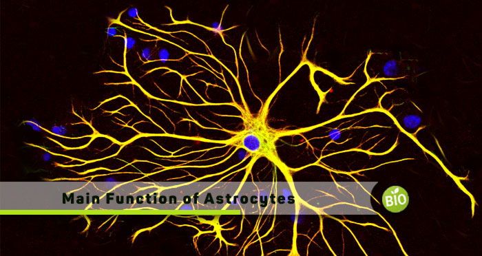 Main-Function-of-Astrocytes