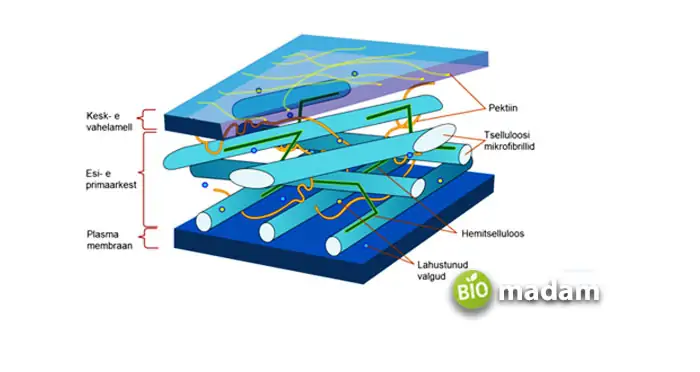 Middle-Lamella