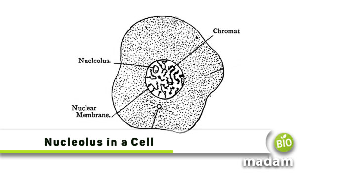 Nucleolus-in-a-Cell