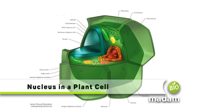 Nucleus-In-A-Plant-Cell
