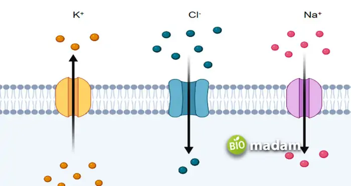 Passive-Transport