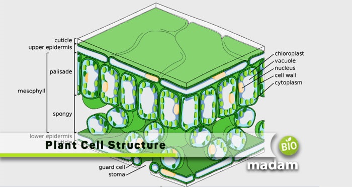 Plant-Cell-Structure