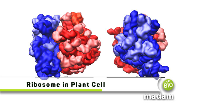 Ribosome-In-Plant-Cell
