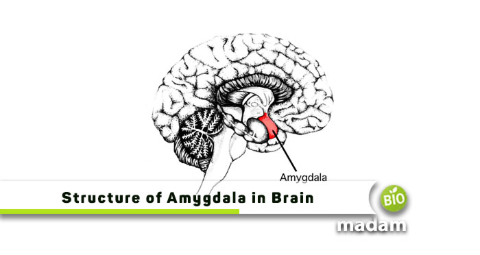 Structure-of-Amygdala-in-Brain
