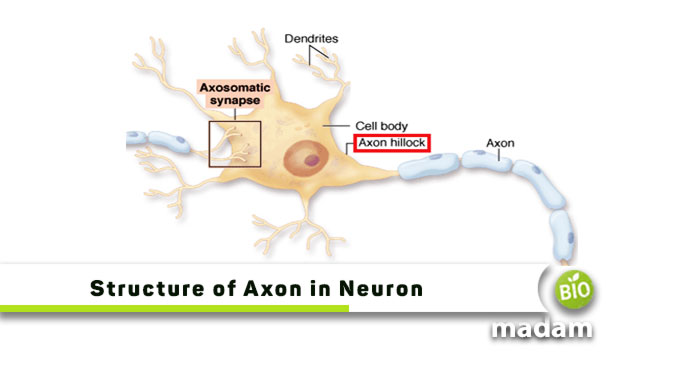 Structure-of-Axon-in-Neuron