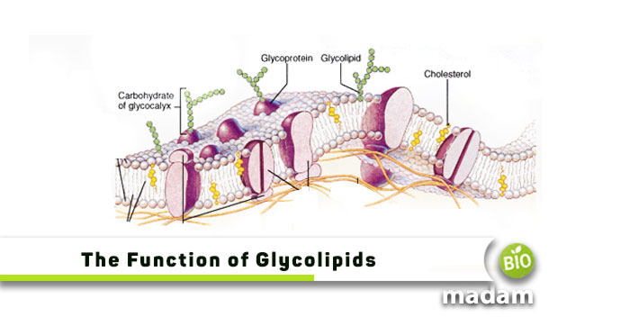 The-Function-of-Glycolipids