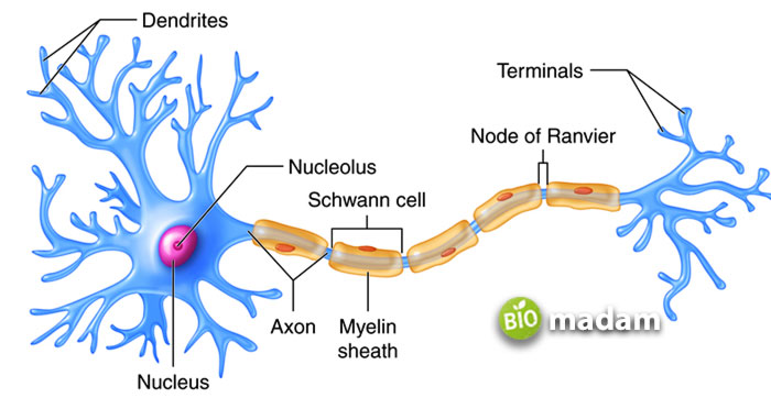 axon-structure