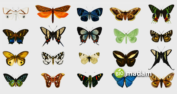butterfly-genus