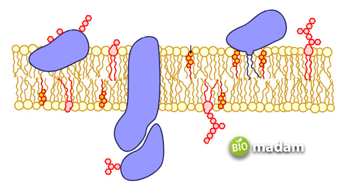 cell-membrane