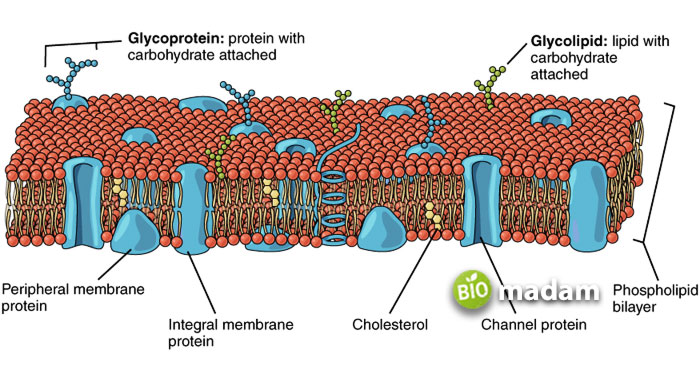 cholesterol-in-cell-membrane