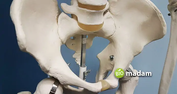 flat-pelvis-bone