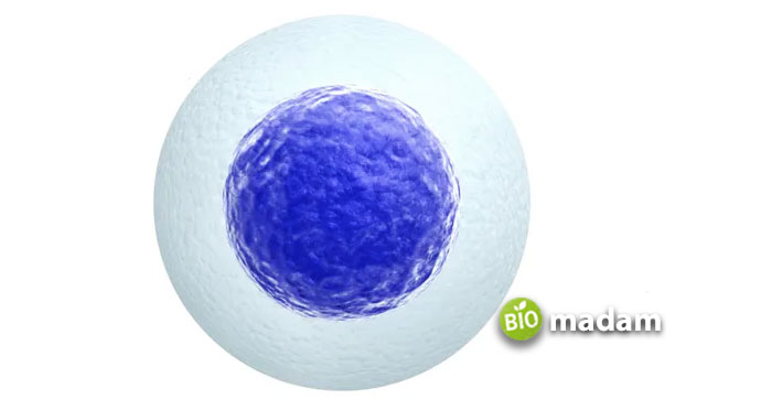human-egg-cell