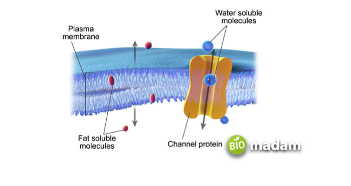 membrane-protein-transport