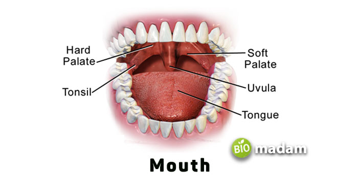 open-mouth-parts
