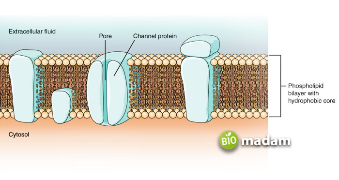 plant-cell-membrane