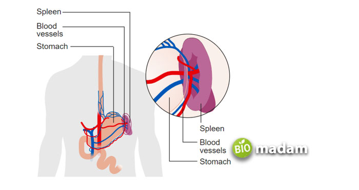 spleen-in-human-body