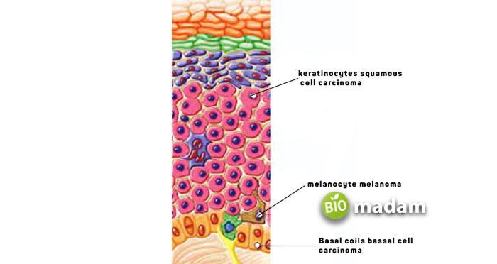 structure-of-skin