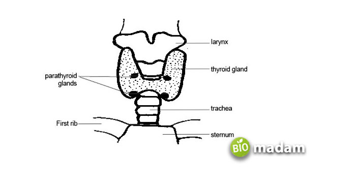thyroid-and-parathyroid-gland