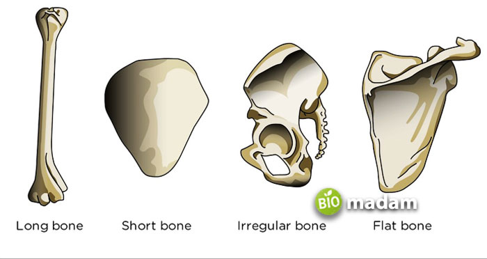 types-of-bone