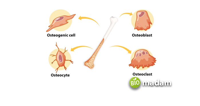 types-of-bones-cells