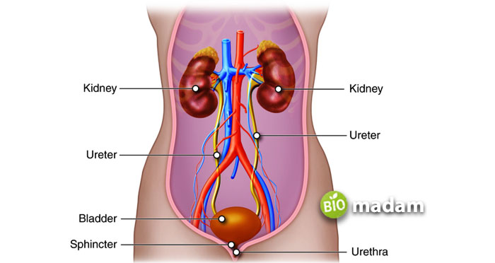 urinary-system