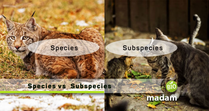 Species-vs-Subspecies