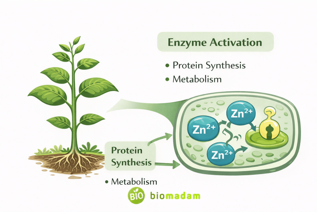 illustration showing zinc role in enzyme activation and plant metabolism