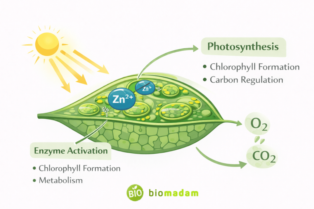 diagram showing zinc role in chlorophyll formation and photosynthesis in plants