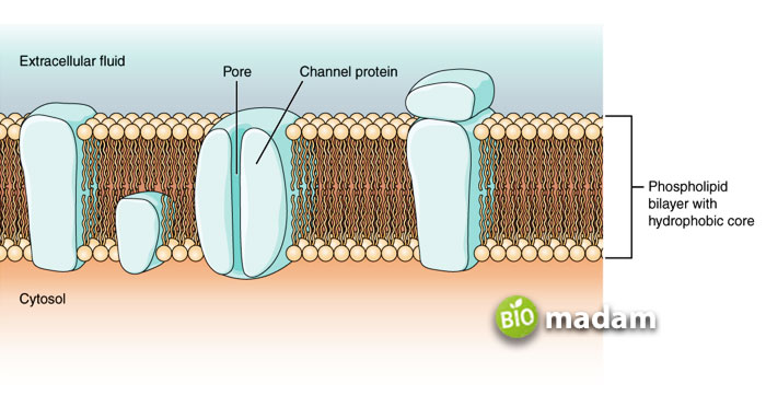 channels-in-cell-membrane