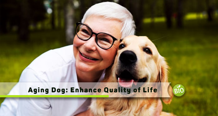 Aging-Dog-Enhance-Quality-of-Life