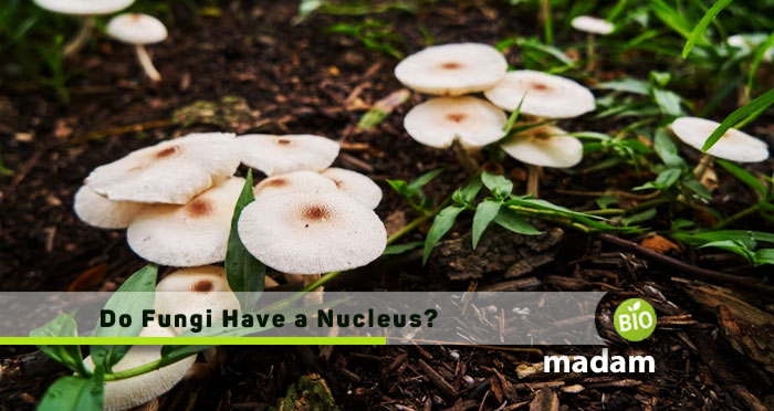 Do-Fungi-Have-a-Nucleus