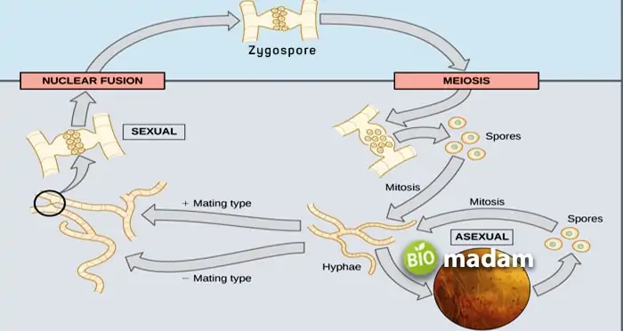 Fungal-Cell-Division