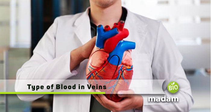 Type-of-Blood-in-Veins