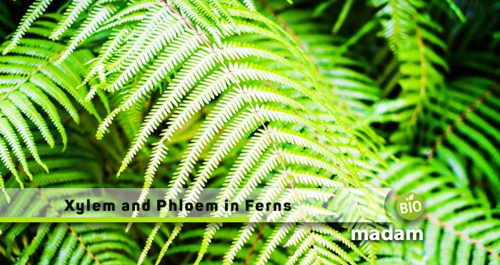 Xylem-and-Phloem-in-Ferns