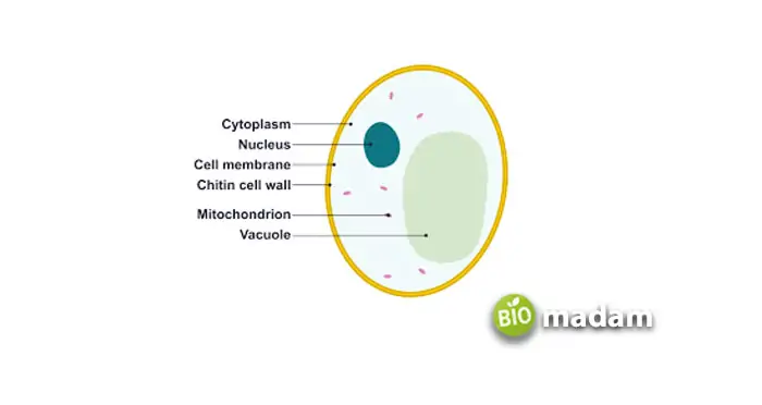 Yeast-Structure