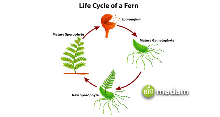 life-cycle-of-fern