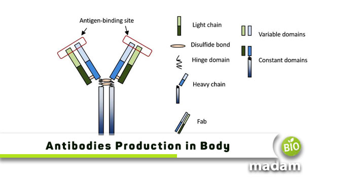 Antibodies-Production-in-Body