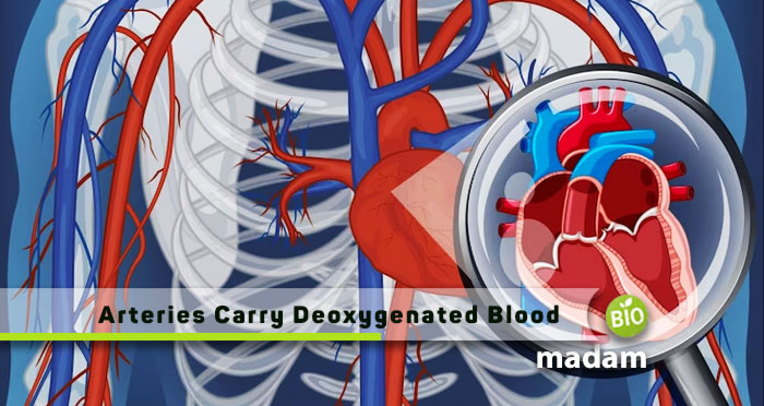 Arteries-Carry-Deoxygenated-Blood