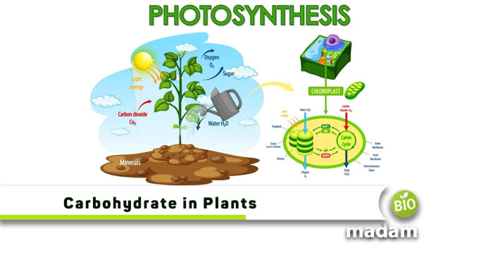 Carbohydrate-in-Plants