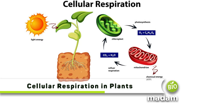 Cellular-Respiration-in-Plants