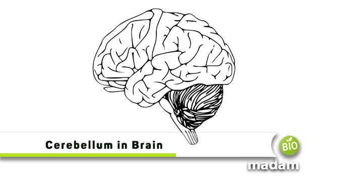 Cerebellum-in-Brain