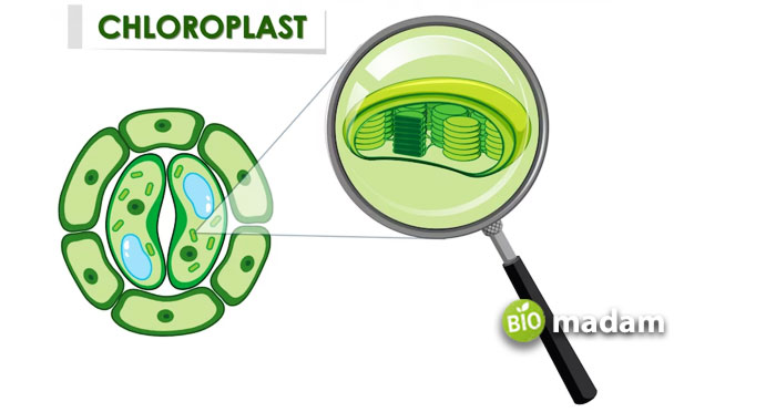 Chloroplast-in-Cellular-Respiration