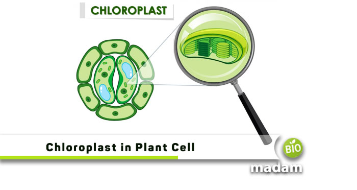 Chloroplast-in-Plant-Cell
