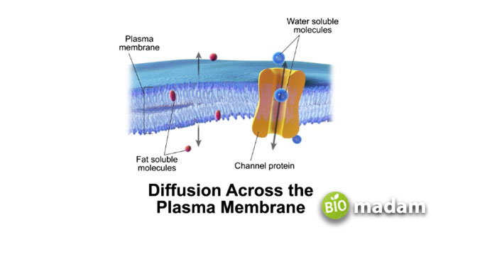 Diffusion-in-Plasma-Membrane